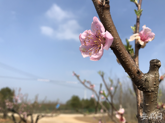 芜湖湾沚区湾沚镇第四届桃花文化季拉开帷幕